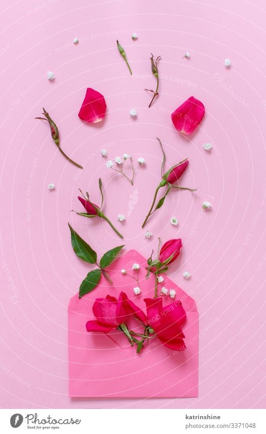 Frühlingskomposition mit Umschlag und Rosen auf rosa Hintergrund Design Dekoration & Verzierung Hochzeit Frau Erwachsene Mutter Blume Blatt hell trendy oben