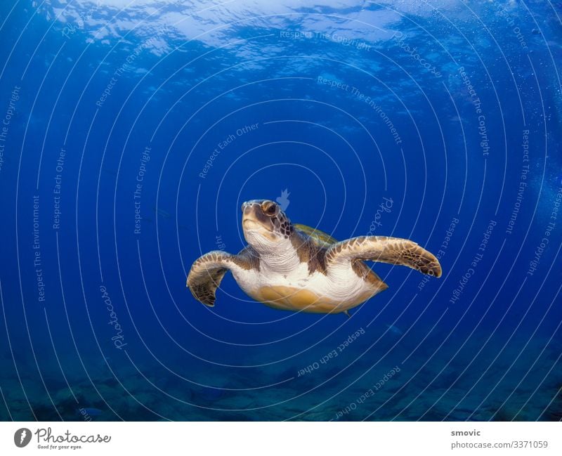 Grüne Schildkröte (Chelonia mydas) exotisch Freude Ferien & Urlaub & Reisen Strand Meer Natur Pflanze Tier Wärme Küste groß natürlich unten grün Farbe Dummkopf