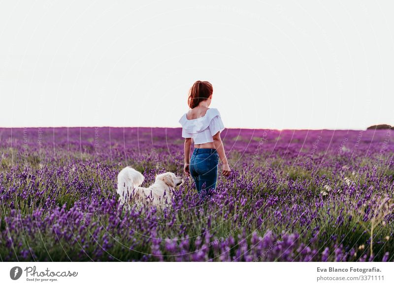 junge Frau, die bei Sonnenuntergang mit ihrem Golden Retriever-Hund auf einem lila Lavendelfeld spazieren geht. Haustiere im Freien Feld Landschaft laufen