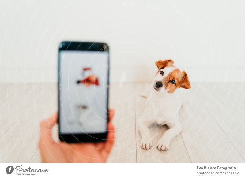Unkenntliche Frau, die mit dem Handy ein Foto von dem süßen Hund Jack Russell zu Hause macht. Technologie und Haustier-Konzept jack russell Bild Bildschirm