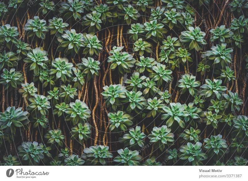 Sedum Palmeri Sukkulentenpflanzen exotisch schön Leben ruhig Garten Umwelt Natur Pflanze Blatt Park Wachstum einfach frisch natürlich grün Farbe