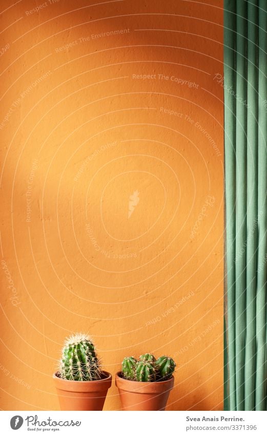 Indirektes Licht Lifestyle elegant Stil Design Pflanze Kaktus Architektur Mauer Wand Blumentopf Tontopf Wärme grün orange Häusliches Leben Innenaufnahme