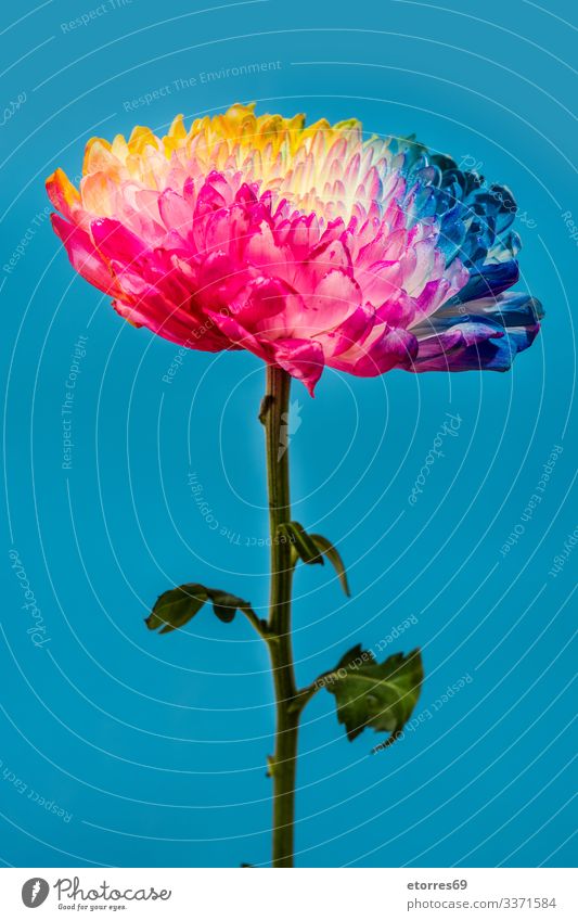 Mehrfarbige Blumen aromatisch Hintergrund neutral schön blau Chrysantheme Farbe mehrfarbig Textfreiraum Gänseblümchen Dekoration & Verzierung Pflanze geblümt