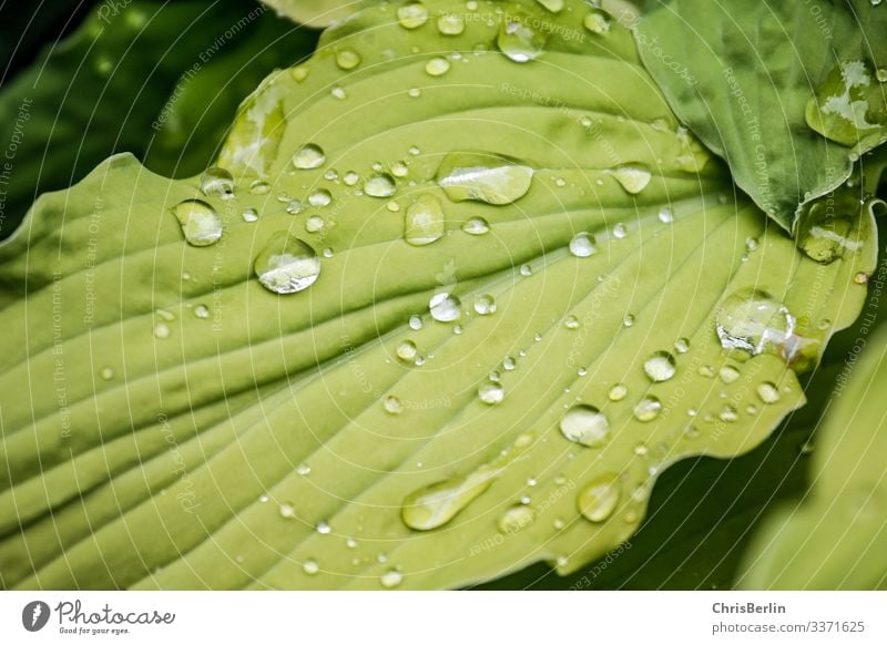 Regentropfen auf einem grünen Blatt Natur Tier Sommer Pflanze Grünpflanze Wasser glänzend Reflexion & Spiegelung Farbfoto Außenaufnahme Detailaufnahme Muster