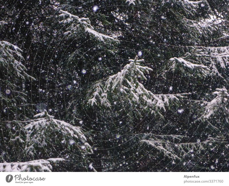 ich bin vor willma geflüchtet | Eiszeit Umwelt Natur Winter Klima schlechtes Wetter Schnee Schneefall Baum Wildpflanze Wald Coolness dunkel kalt bizarr