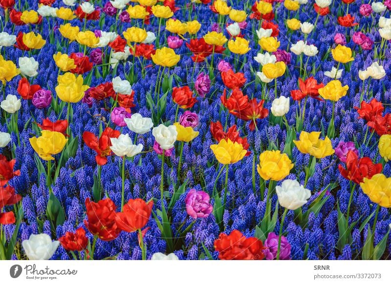 Blumen Anthesis Blütezeit Überstrahlung aufblühen Blühend Glockenblume Zwiebelpflanze Echte Kamille ökologisch Ökologie Ökosystem Umwelt umgebungsbedingt Flora