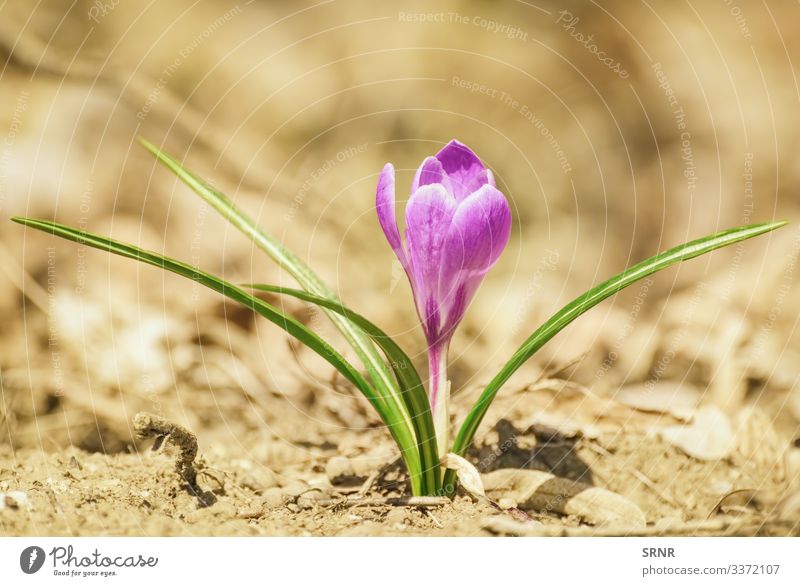 Krokus Anthesis Blütezeit Überstrahlung aufblühen Blühend Krokusse ökologisch Ökologie Ökosystem Umwelt umgebungsbedingt Flora geblümt gedeihen Blume Blütenkopf