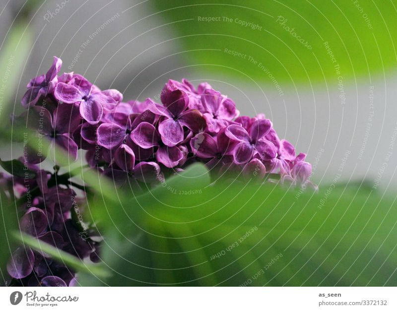 Flieder Fliederbusch Fiieder Blüte Pflanze Natur violett Nahaufnahme Frühling Farbfoto Außenaufnahme Sommer Makroaufnahme Menschenleer Schwache Tiefenschärfe