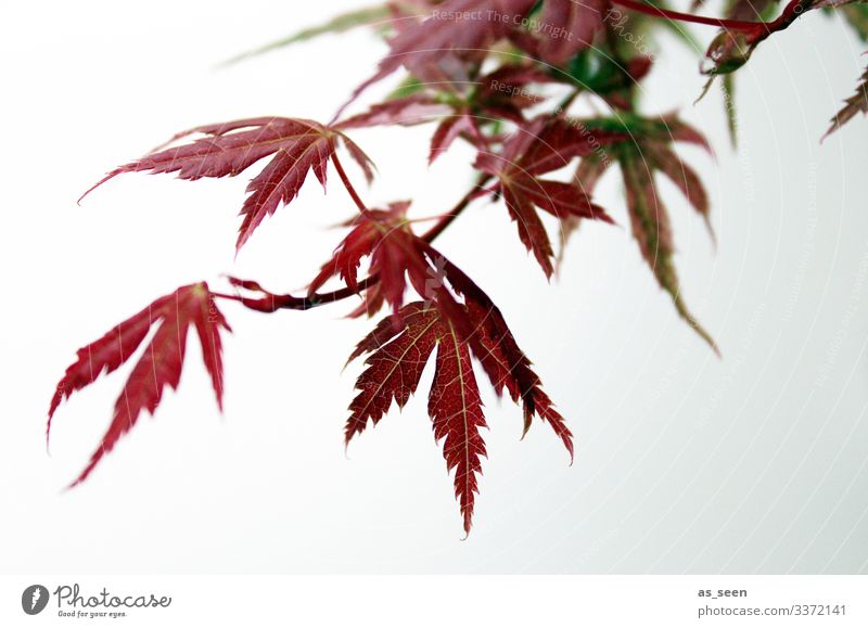 Japanischer Ahorn Lifestyle Wellness harmonisch Garten Dekoration & Verzierung Natur Pflanze Baum Sträucher Japanischer Garten Ahornblatt berühren Bewegung