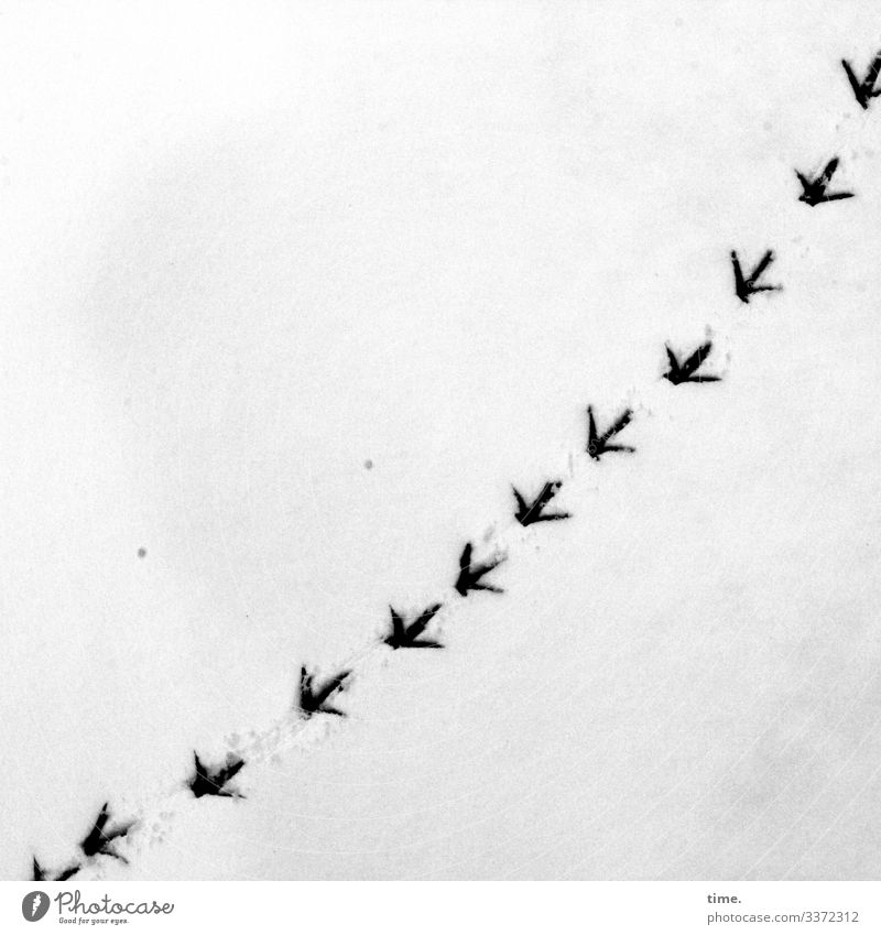 Heimweg | Eiszeit Winter Schnee Vogel Fährte Fußspur Eindruck Abdruck Krallen Kurve Kurvenlage hell nass verrückt Bewegung Entschlossenheit Inspiration
