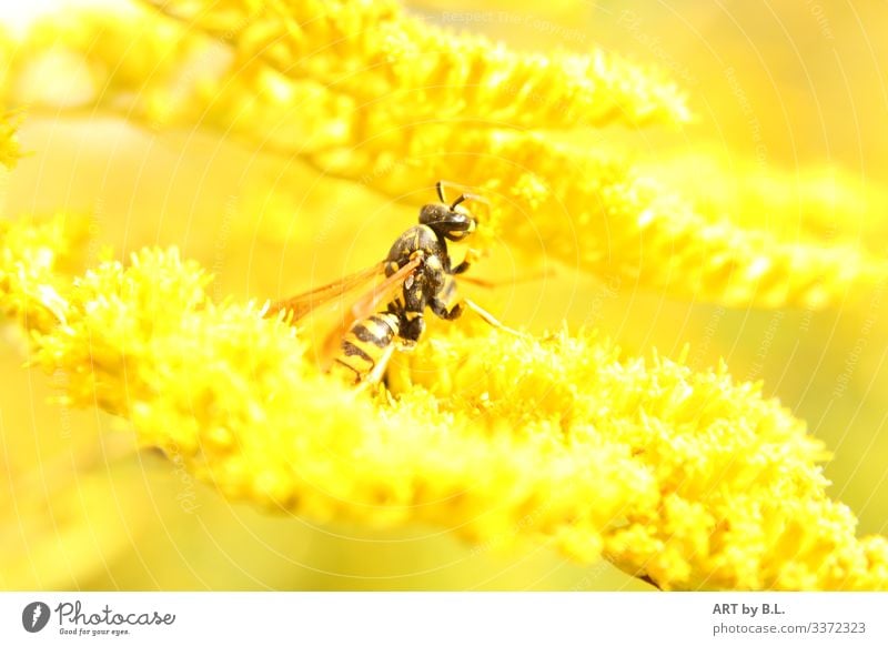 Nahrungssuche Natur Sonne Frühling Sommer Herbst Tier Flügel Wespen 1 gelb schwarz Außenaufnahme Nahaufnahme Detailaufnahme Makroaufnahme Morgen Tag Unschärfe