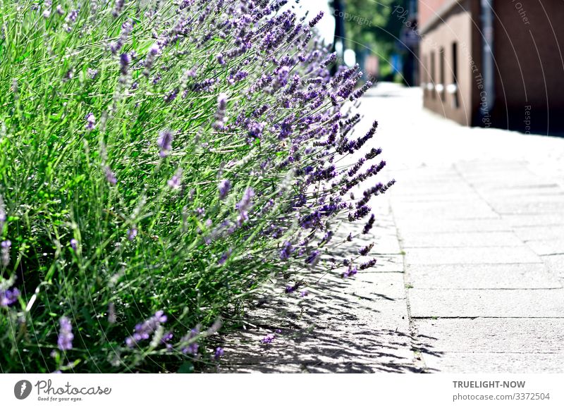 "Stadtluft macht frei" dachte der Lavendel Busch, nachdem man ihn direkt an die Hauptstraße gepflanzt hatte, und begann, sich hemmungslos zu entfalten - zur Freude von Bienen, Hummeln, Schmetterlingen und anderen Insekten