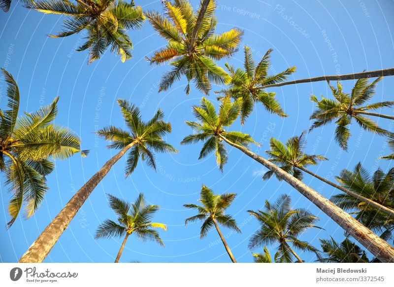 Der Blick auf die Kokospalmen. exotisch Ferien & Urlaub & Reisen Tourismus Ausflug Abenteuer Expedition Sommer Sommerurlaub Insel Natur Pflanze Himmel Baum