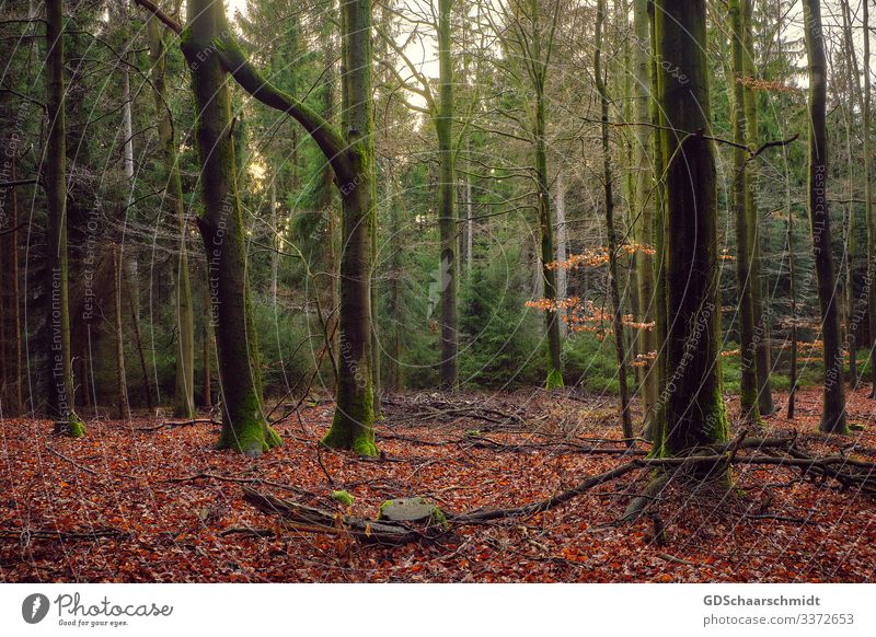 Verbindung wandern Ausflug Forstwirtschaft Natur Landschaft Baum Moos Wald Stein Holz Linie beobachten berühren Denken fest Zusammensein Glück einzigartig