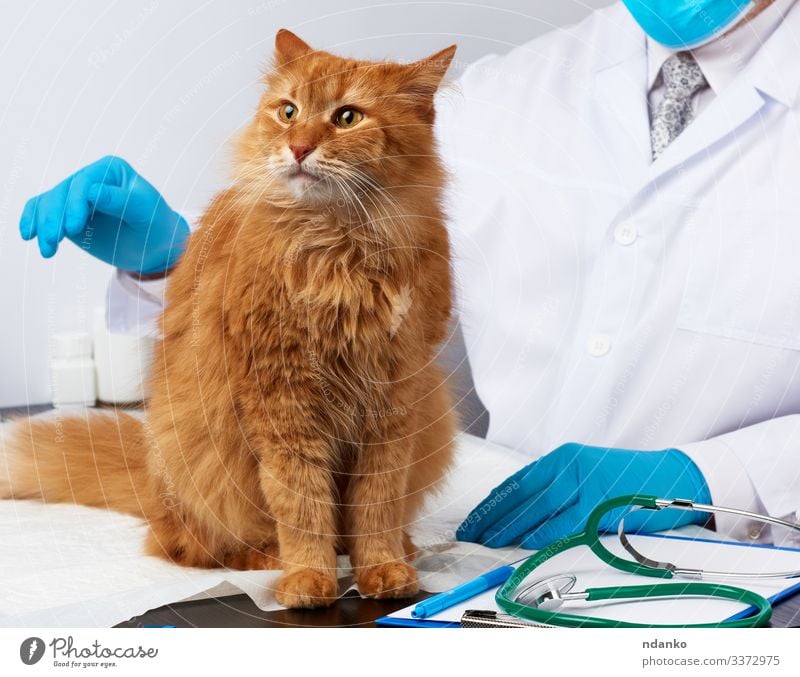erwachsene flauschige rote Katze Gesundheitswesen Behandlung Krankheit Medikament Tisch Prüfung & Examen Arzt Krankenhaus Mensch Mann Erwachsene Hand Tier