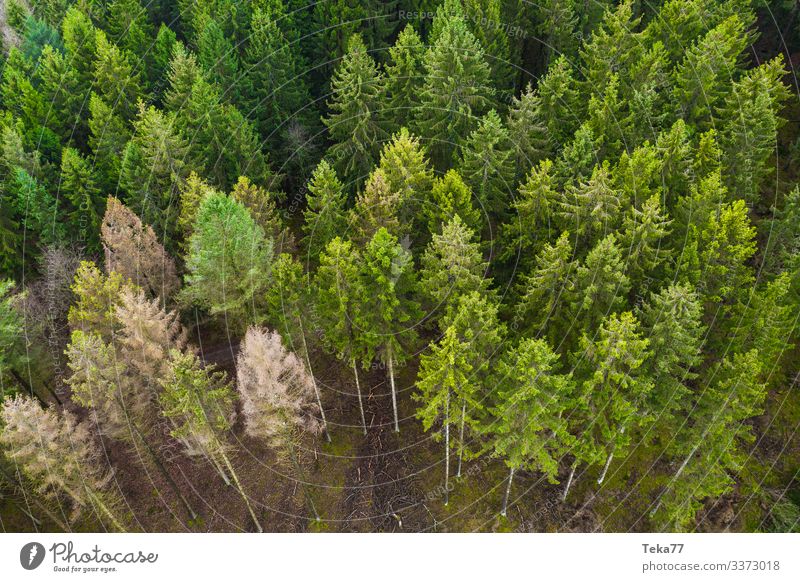 #Nadelwald von Oben Winter Umwelt Natur Landschaft Pflanze Wald ästhetisch Waldspaziergang Farbfoto Außenaufnahme