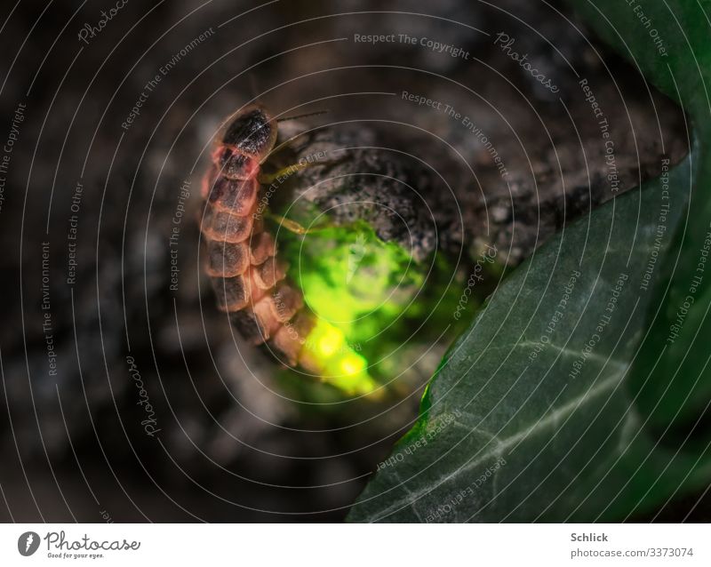 Leuchtkäfer Weibchen in der Dämmerung im eigenen Licht Natur Wildtier Insekt feminin 1 Tier leuchten außergewöhnlich braun grün schwarz Lichterscheinung Käfer
