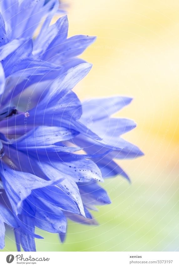Halbe blaue Kornblume vor gelb-grünen Hintergrund Blume Blüte Blühend hell Detailaufnahme Makroaufnahme Textfreiraum rechts Schwache Tiefenschärfe Natur