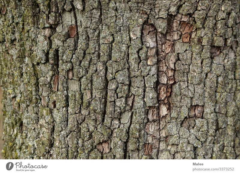 Birnenrinde Hintergrundbild Baumrinde Natur Holz braun grün Muster Nahaufnahme natürlich Pflanze abstrakt Wald alt Außenaufnahme Oberfläche Strukturen & Formen
