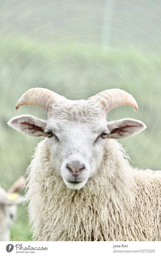 weißes Schaf vor grüner Wiese im Nebel Tier Viehbestand Viehmarkt Viehhaltung Nutztier Natur Tierporträt lockig Weide Außenaufnahme Schafherde Landwirtschaft