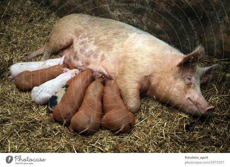 Schweine - Sau mit Ferkeln beim Säugen Tier Farbfoto Bauernhof Nutztier Tierjunges Menschenleer Landwirtschaft Natur rosa Glück niedlich Säugetier Schnauze