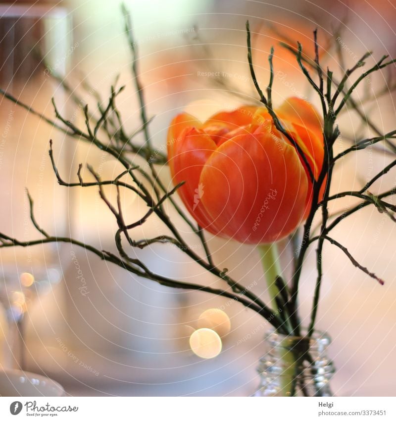 Tulpenblüte orange mit Zweig in einer Vase Feste & Feiern Blume Blüte Dekoration & Verzierung Tischdekoration glänzend stehen ästhetisch schön einzigartig gelb