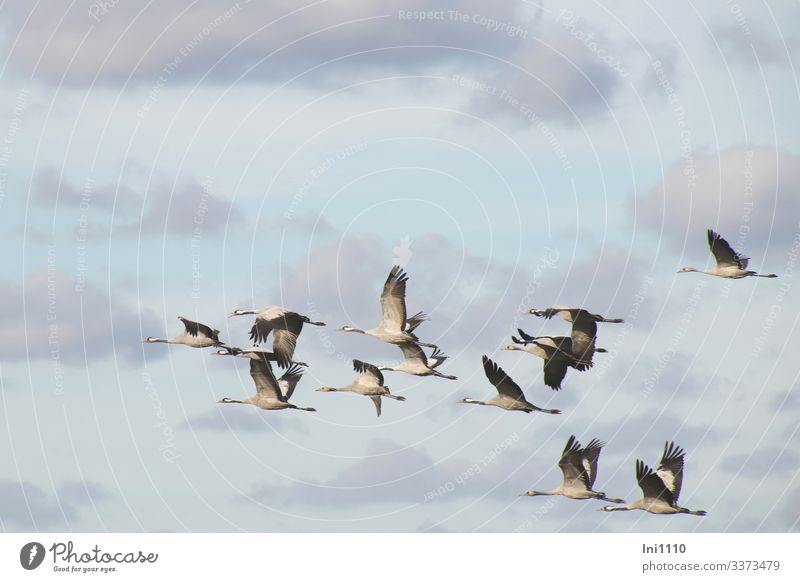 Kraniche im Gruppenflug vor blauem Himmel mit Wolken Natur Tier Herbst Schönes Wetter Wildtier Vogel Flügel Tiergruppe fliegen Jungvogel Eltern Vorbereitung