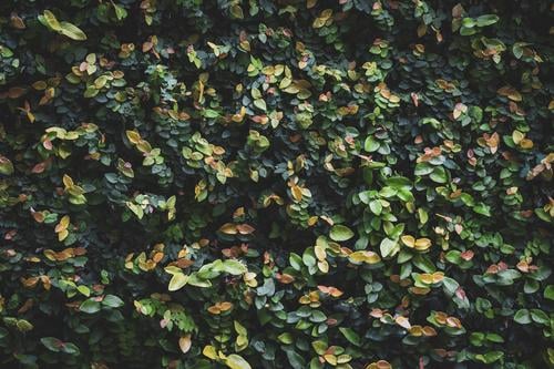 Blätter einer Gartenhecke schön Leben ruhig Umwelt Natur Pflanze Sträucher Blatt Park Wachstum einfach frisch natürlich grün Farbe Buchse Hecke bunte Blätter