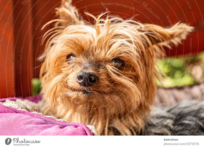 R.I.P. kleine miusch Haustier Hund Tiergesicht Fell Nase Auge Ohr frech schön Neugier niedlich Zufriedenheit Geborgenheit Yorkshire-Terrier Freundlichkeit