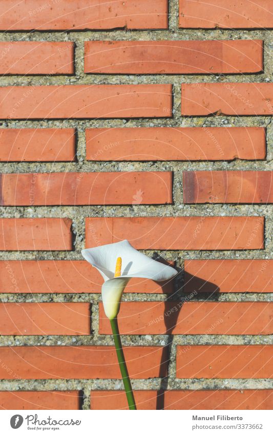 Seerose im Vordergrund mit einer Backsteinmauer im Hintergrund abstrakt Efeu Struktur horizontal Wein gealtert rau Tapete Rahmen retro verwittert Farben Reihen