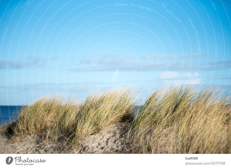 Strandhafer auf einer Düne  im Wind vor leicht bewölktem Himmel Bewegtes Gras Bewegung Blauer Himmel Erholung Wolken Ferien Nordseeküste