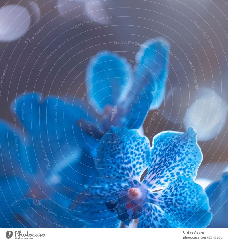 Makro blauer Ochideen Orchideenblüte Blumen Blüten leuchten Pflanze exotisch Menschenleer Nahaufnahme schön Wellness Spa Meditation Innenaufnahme Blühend