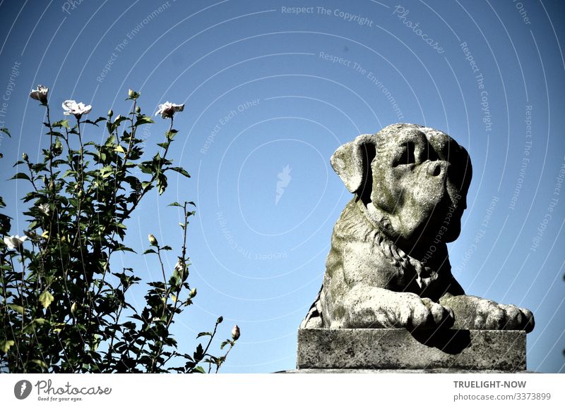 Ein grimmiger Rottweiler Hund aus grauem Steinguss wacht auf einem Beton Sockel neben einem weiss blühenden Rosen Eibisch Strauch und der Kontrast der beiden im Sonnenlicht leuchtenden Objekte vor wolkenlos blauem Himmel könnte kaum größer sein