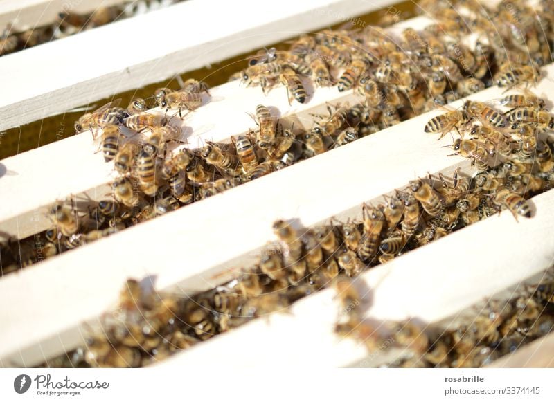 viele summende Bienen arbeiten fleißig auf Rähmchen im Bienenstock | Geräusch Honig Honigbiene Rahmen heraus Kiste Kasten Wabe Bienenwaben Tier Nutztier Insekt