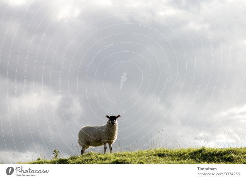 Wachsames Schaf prüft die Lage Weide Gras Hügel Überblick wachsam Himmel Wolken Außenaufnahme Yorkshire Großbritannien