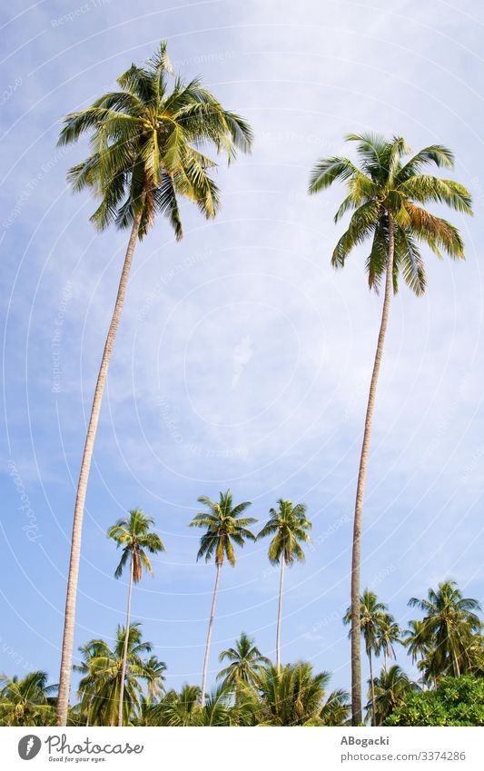 Kokospalmenhain exotisch Ferien & Urlaub & Reisen Sommer Umwelt Natur Landschaft Pflanze Himmel Baum Blatt Wald grün Idylle Kokosnuss Höhe Handfläche Palme
