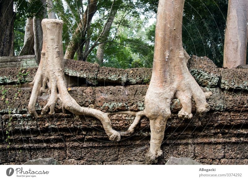 Baum, der eine helfende Wurzel schlägt Leben Natur Pflanze Stein Zusammensein einzigartig Hilfsbereitschaft Hoffnung Entwurf intelligent Gelenk kombiniert