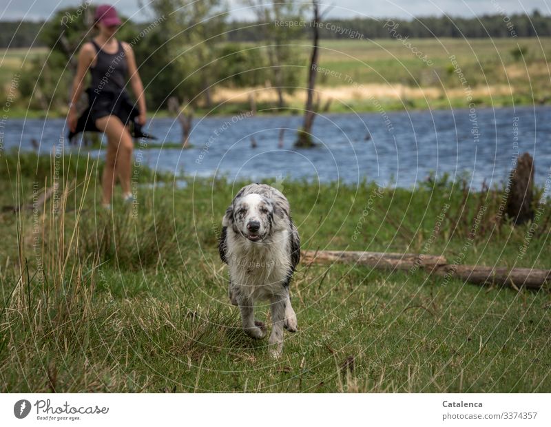 Der Hund rennt frei am Seeufer auf die Kamera zu. Im Hintergrund kommt eine junge Frau nach rennen freudig Natur Wasser spazieren Sommer feminin Mensch 1 Umwelt