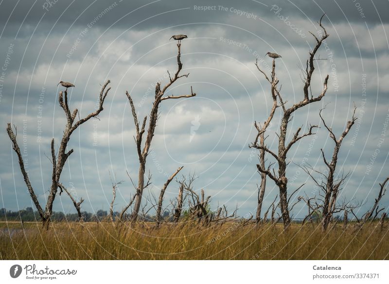 Abstand haltend sitzen drei Ibisvögel auf  Äste abgestorbener Bäume eines Sumpfgebietes, dunkle Regenwolken ziehen am Himmel Vögel Tiere Fauna Umwelt wild