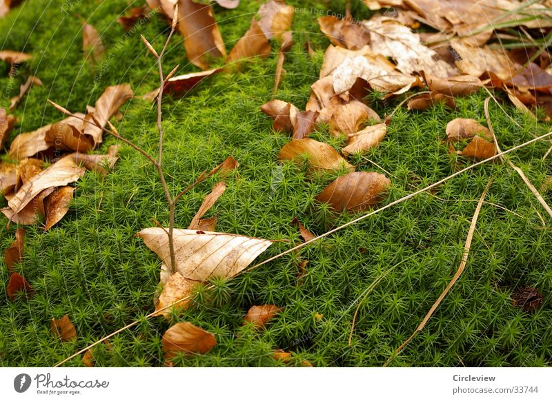 Idylle im Wald Blatt Reifezeit grün Laubbaum braun Natur Trieb Wachstum getrocknet Kontrast leaves brown Moos