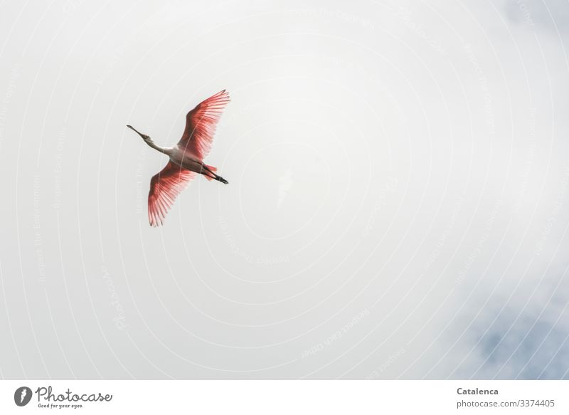 Leichtigkeit | wenn man rosa ist und fliegen kann Natur Fauna Tier Vogel Löffler Ibisvogel Himmel Tag Tsgeslicht grau Wolken