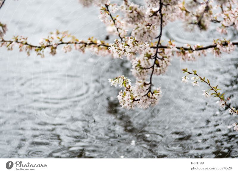 Zweige mit Frühlingsblüten im Regen am See mit Regentropen Wasser Wassertropfen schlechtes Wetter Nebel Baum Blüte Park Seeufer Flussufer ästhetisch Duft