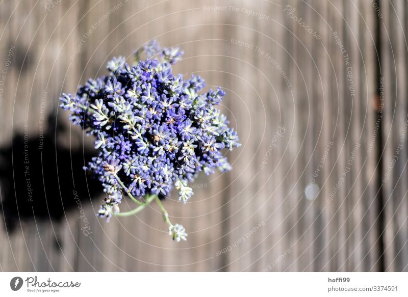 Lavendel als Strauß gebunden von oben gesehen Blüte Blume ästhetisch Duft authentisch frisch nah Wärme violett Frühlingsgefühle Erwartung Farbe Freude