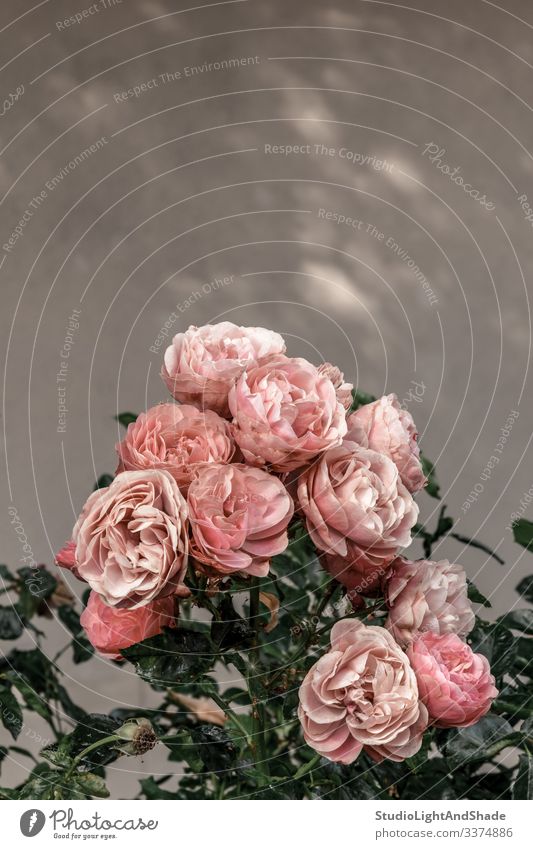 Rosa antike Rosen im Stadtgarten Roséwein rosa grün staubig-rosa Pastell Antiquität alt Blume Blumen retro Garten Gartenarbeit urban Natur Blütezeit