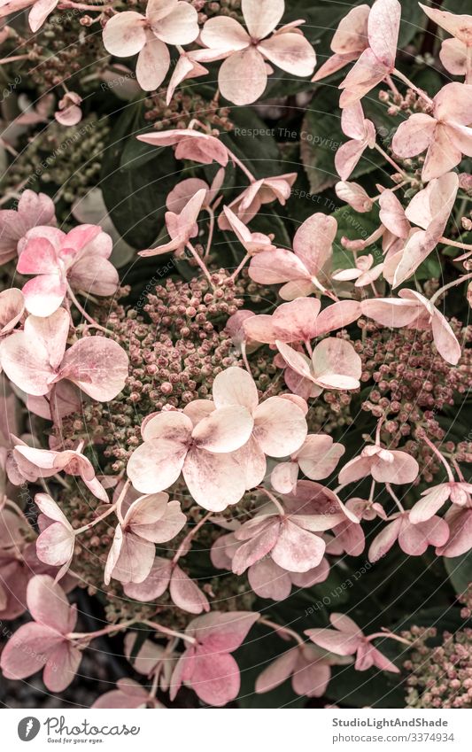 Rosa Hortensienblüten im Garten rosa staubig-rosa Pastell Blumen retro altehrwürdig Gartenarbeit Natur geblümt Hintergrund Textur feminin elegant Blütezeit