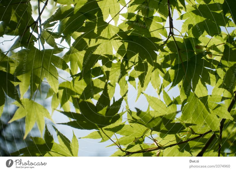maple leaves Natur Pflanze Sonnenlicht Baum Blatt grün Idylle Ahornblatt Zweige u. Äste Farbfoto Gedeckte Farben Außenaufnahme Menschenleer Tag Gegenlicht