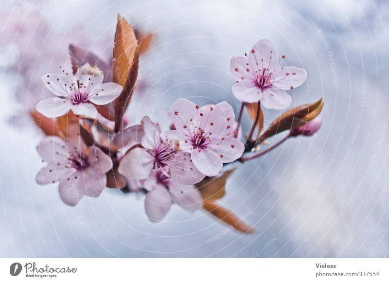 ....thx for Natur Pflanze Baum Blüte Blühend frisch rosa Frühlingsgefühle Zierkirsche japanische Blütenkische Orientalische Kirsche Grannenkirsche Stempel