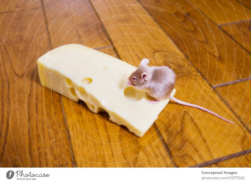 Eine Maus, die ein Stück Käse frisst Haustier 1 Tier Erfolg Tiermotive zuviel Essen und Trinken Humor Glück Ein Tier auf Schädlinge Befriedigung Emmentaler