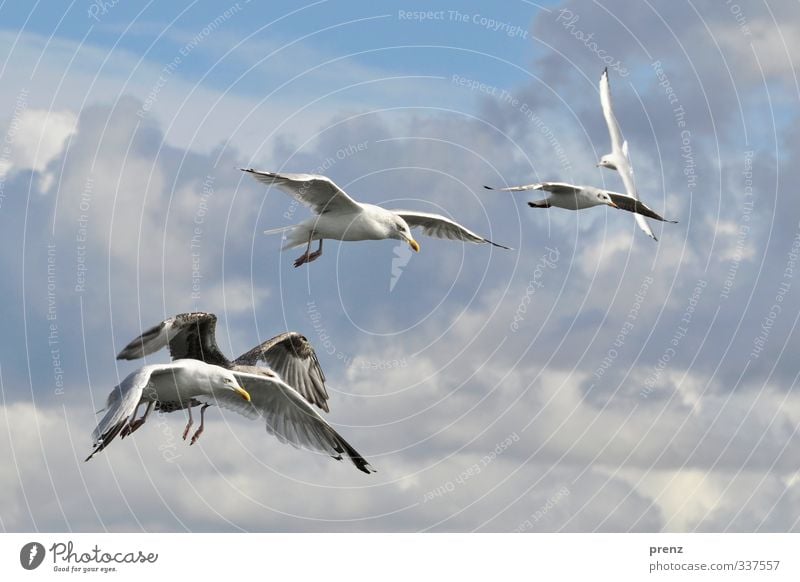 Ausflug Umwelt Natur Tier Himmel Schönes Wetter Wildtier Vogel Tiergruppe blau weiß Möwe fliegen fliegend Ostsee Farbfoto Außenaufnahme Menschenleer