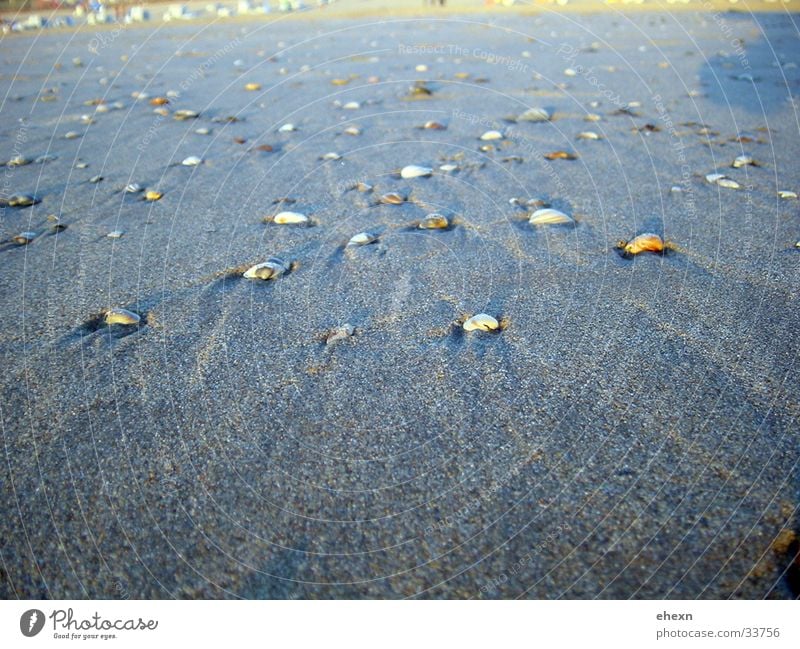 Muscheln Sandstrand Meer Strand Niederlande Wasser Natur Nordsee Nordzee